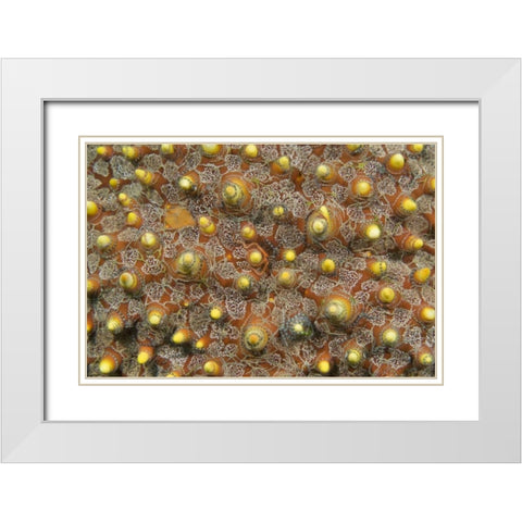 Indonesia, Lembeh Straits Tiny brittle stars White Modern Wood Framed Art Print with Double Matting by Shimlock, Jones