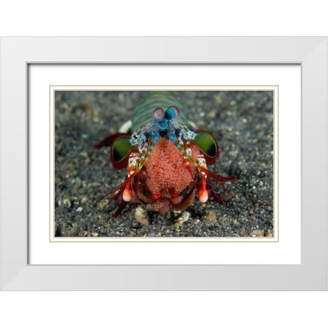Indonesia Female Mantis shrimp with eggs White Modern Wood Framed Art Print with Double Matting by Shimlock, Jones