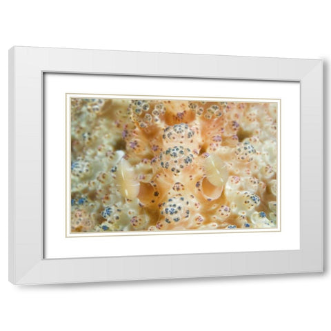 Indonesia, Sulawesi Isl Two nudibranch on coral White Modern Wood Framed Art Print with Double Matting by Shimlock, Jones