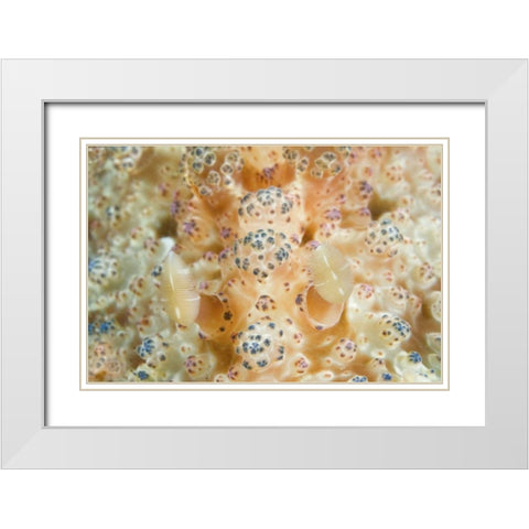 Indonesia, Sulawesi Isl Two nudibranch on coral White Modern Wood Framed Art Print with Double Matting by Shimlock, Jones