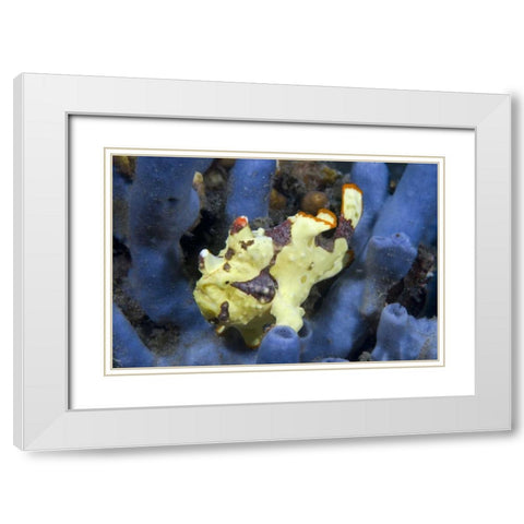 Indonesia, Lembeh Straits Anglerfish awaits prey White Modern Wood Framed Art Print with Double Matting by Shimlock, Jones