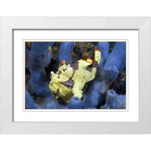 Indonesia, Lembeh Straits Anglerfish awaits prey White Modern Wood Framed Art Print with Double Matting by Shimlock, Jones