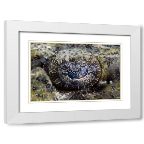 Indonesia, Lembeh Straits Eye of a crocodilefish White Modern Wood Framed Art Print with Double Matting by Shimlock, Jones