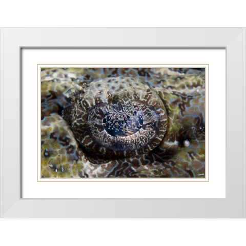 Indonesia, Lembeh Straits Eye of a crocodilefish White Modern Wood Framed Art Print with Double Matting by Shimlock, Jones