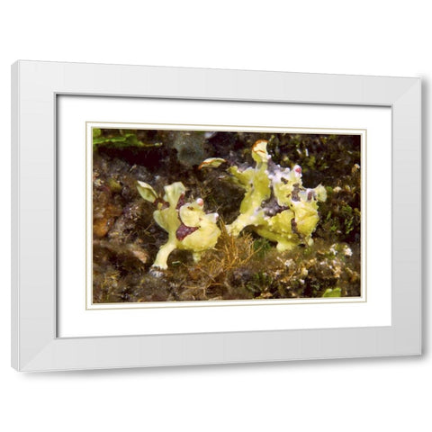 Indonesia, Lembeh Straits Anglerfish await prey White Modern Wood Framed Art Print with Double Matting by Shimlock, Jones
