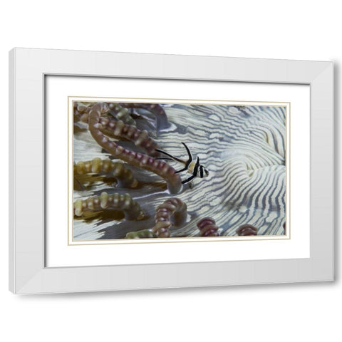 Indonesia, A banggi cardinalfish by sea anemone White Modern Wood Framed Art Print with Double Matting by Shimlock, Jones