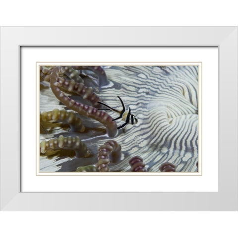 Indonesia, A banggi cardinalfish by sea anemone White Modern Wood Framed Art Print with Double Matting by Shimlock, Jones