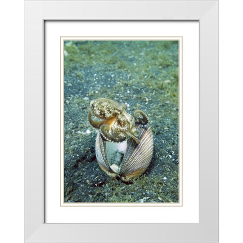 Indonesia, Lembeh Straits Octopus with a shell White Modern Wood Framed Art Print with Double Matting by Shimlock, Jones