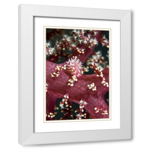 Indonesia, An allied cowry mollusk varies color White Modern Wood Framed Art Print with Double Matting by Shimlock, Jones