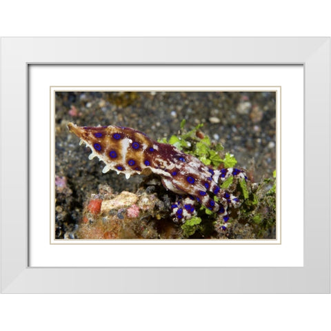 Indonesia, Lembeh Straits Blue- ring octopus White Modern Wood Framed Art Print with Double Matting by Shimlock, Jones