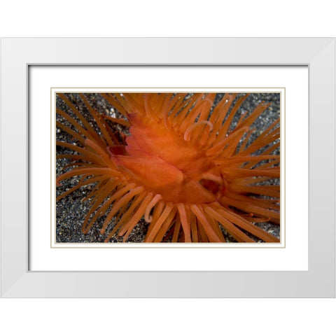 Indonesia, Sulawesi Island A bivalve clam shell White Modern Wood Framed Art Print with Double Matting by Shimlock, Jones