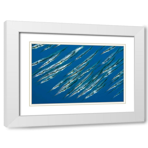 Indonesia, Sulawesi Isl, Manado Pipefish White Modern Wood Framed Art Print with Double Matting by Shimlock, Jones