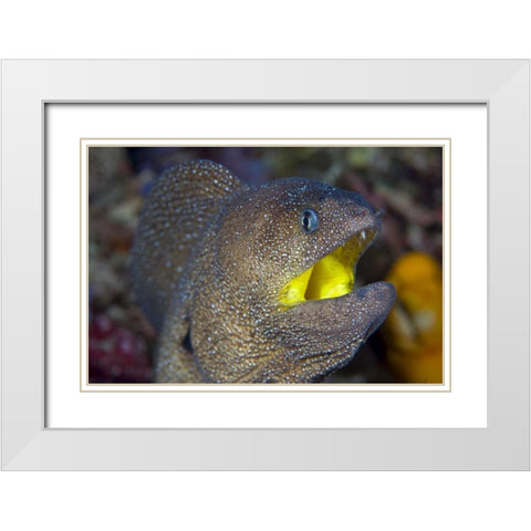 Indonesia, Reta Island A moray eels head White Modern Wood Framed Art Print with Double Matting by Shimlock, Jones