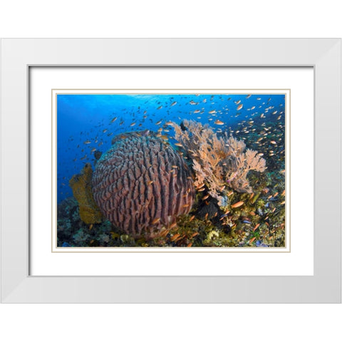 Indonesia, Pantar Island White Modern Wood Framed Art Print with Double Matting by Shimlock, Jones
