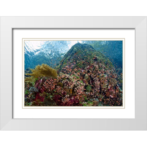 Indonesia, Pantar Island Anthia fish and reef White Modern Wood Framed Art Print with Double Matting by Shimlock, Jones