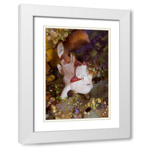 Indonesia, Pantar Island Anglerfish on reef White Modern Wood Framed Art Print with Double Matting by Shimlock, Jones