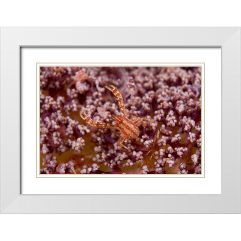 Indonesia, Pantar Island  Small crab on coral White Modern Wood Framed Art Print with Double Matting by Shimlock, Jones