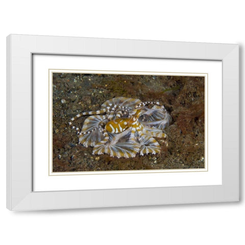 Indonesia, Pantar Island Long-arm octopus White Modern Wood Framed Art Print with Double Matting by Shimlock, Jones