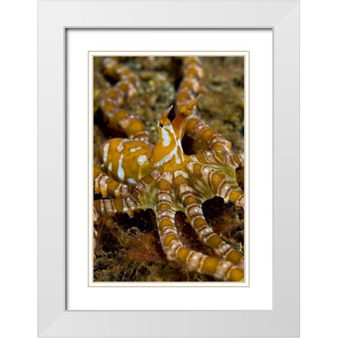 Indonesia, Pantar Island Long-arm octopus White Modern Wood Framed Art Print with Double Matting by Shimlock, Jones