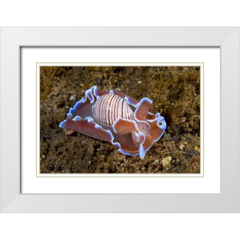 Indonesia, Pantar Isl Nocturnal mollusk in ocean White Modern Wood Framed Art Print with Double Matting by Shimlock, Jones