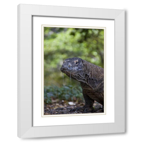 Close-up of Komodo dragon, Komodo NP, Indonesia White Modern Wood Framed Art Print with Double Matting by Shimlock, Jones