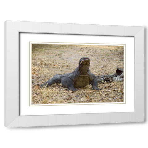 Close-up of Komodo dragon, Komodo NP, Indonesia White Modern Wood Framed Art Print with Double Matting by Shimlock, Jones