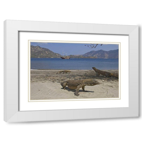 Komodo dragons on beach, Komodo NP, Indonesia White Modern Wood Framed Art Print with Double Matting by Shimlock, Jones