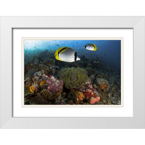 Indonesia, Komodo NP Lined butterflyfish White Modern Wood Framed Art Print with Double Matting by Shimlock, Jones