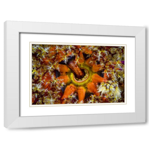 Indonesia, Komodo NP Sea cucumber feeding White Modern Wood Framed Art Print with Double Matting by Shimlock, Jones
