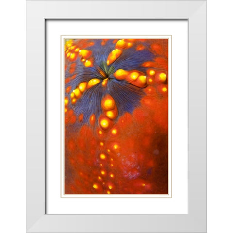 Indonesia, Komodo NP Sea cucumber variety White Modern Wood Framed Art Print with Double Matting by Shimlock, Jones