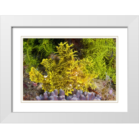 Indonesia, Komodo NP Weedy scorpionfish White Modern Wood Framed Art Print with Double Matting by Shimlock, Jones