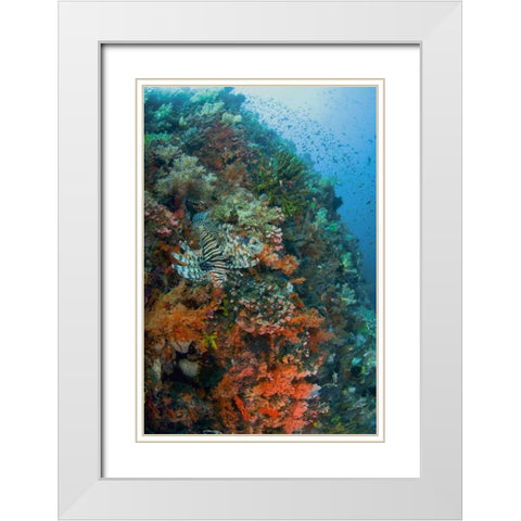 Indonesia, Komodo NP Lionfish swimming over reef White Modern Wood Framed Art Print with Double Matting by Shimlock, Jones