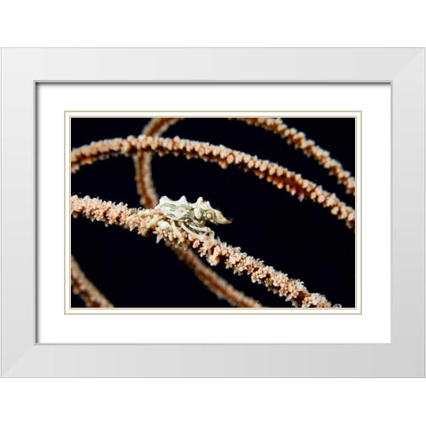 Indonesia, Komodo NP Wire coral crab on coral White Modern Wood Framed Art Print with Double Matting by Shimlock, Jones