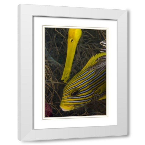 Indonesia A trumpetfish and sweetlip fish White Modern Wood Framed Art Print with Double Matting by Shimlock, Jones