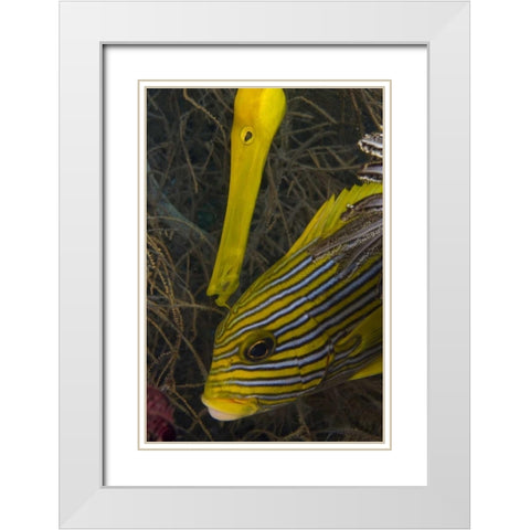 Indonesia A trumpetfish and sweetlip fish White Modern Wood Framed Art Print with Double Matting by Shimlock, Jones