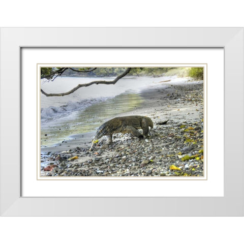 Komodo dragon on a beach, Komodo NP, Indonesia White Modern Wood Framed Art Print with Double Matting by Shimlock, Jones