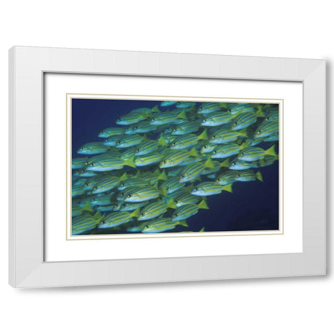 Indonesia, Komodo NP Schooling lined snappers White Modern Wood Framed Art Print with Double Matting by Shimlock, Jones