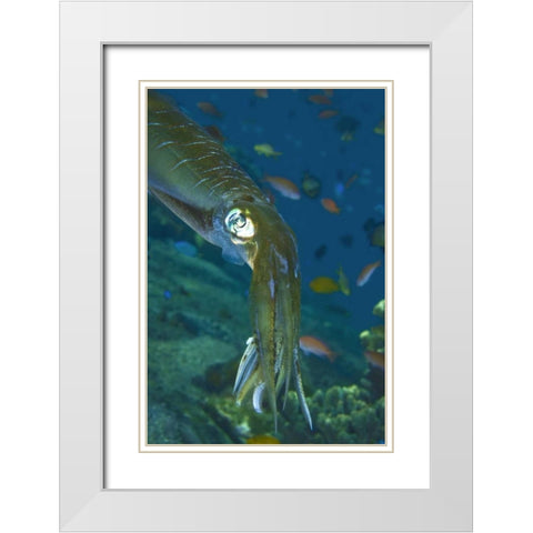 Close-up of a squid, Lembata Island, Indonesia White Modern Wood Framed Art Print with Double Matting by Shimlock, Jones
