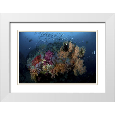 Indonesia, Papua, Raja Ampat Coral and fish White Modern Wood Framed Art Print with Double Matting by Shimlock, Jones