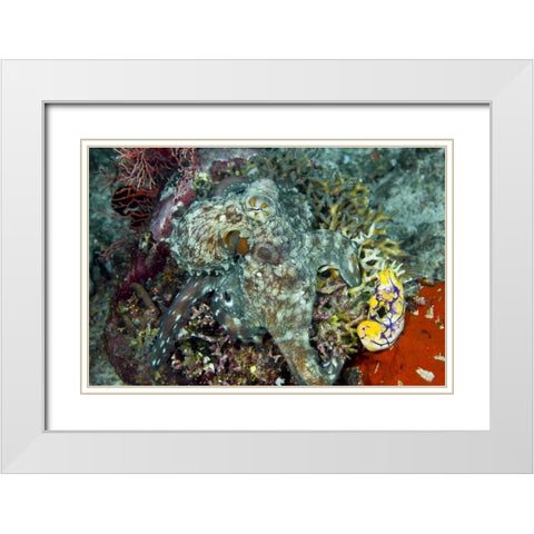 Octopus on coral, New Guinea Isl, Indonesia White Modern Wood Framed Art Print with Double Matting by Shimlock, Jones