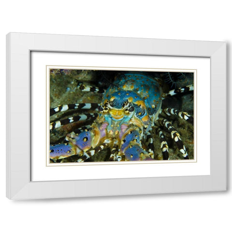 Lobster, Raja Ampat, Papua, Indonesia White Modern Wood Framed Art Print with Double Matting by Shimlock, Jones
