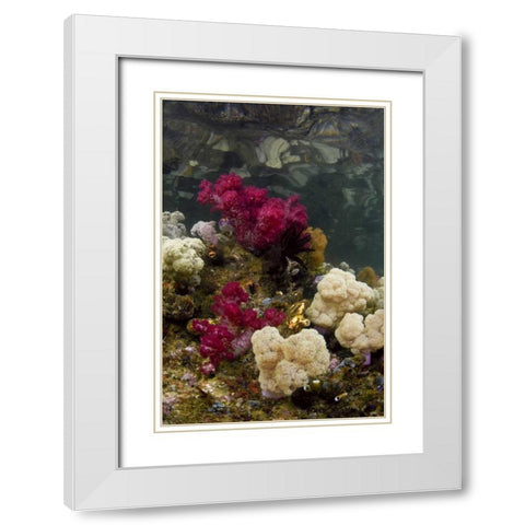 Indonesia, Papua, Raja Ampat Colorful reef White Modern Wood Framed Art Print with Double Matting by Shimlock, Jones