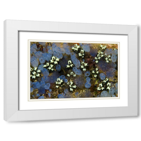 Indonesia Bluebell tunicates and marine life White Modern Wood Framed Art Print with Double Matting by Shimlock, Jones