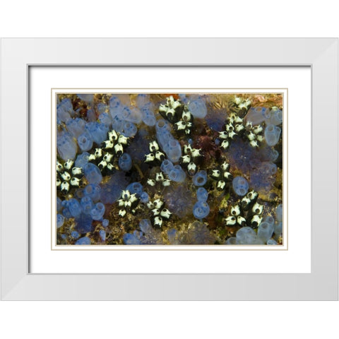 Indonesia Bluebell tunicates and marine life White Modern Wood Framed Art Print with Double Matting by Shimlock, Jones