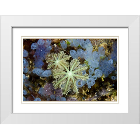 Bluebell tunicates and corals, Papua, Indonesia White Modern Wood Framed Art Print with Double Matting by Shimlock, Jones