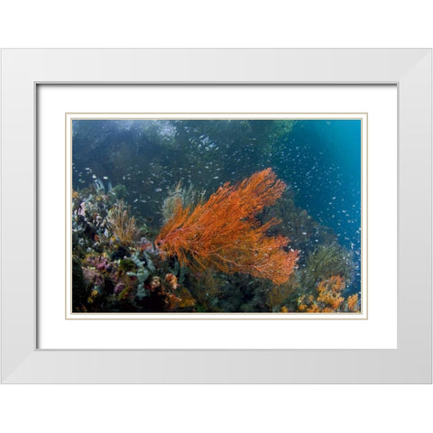 Indonesia, New Guinea Isl Corals in a mangrove White Modern Wood Framed Art Print with Double Matting by Shimlock, Jones