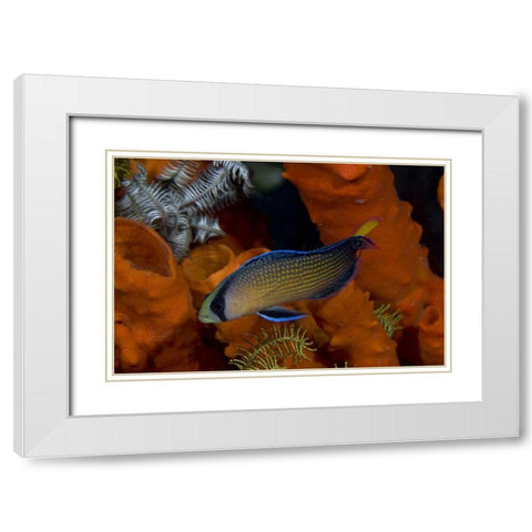 Indonesia, Papua, Raja Ampat Dottyback fish White Modern Wood Framed Art Print with Double Matting by Shimlock, Jones