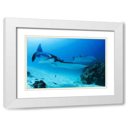 Indonesia, Papua, Manta Point Two manta rays White Modern Wood Framed Art Print with Double Matting by Shimlock, Jones