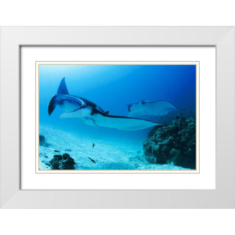 Indonesia, Papua, Manta Point Two manta rays White Modern Wood Framed Art Print with Double Matting by Shimlock, Jones