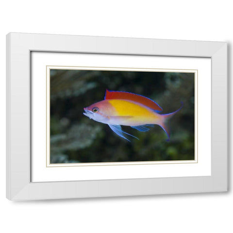 Indonesia, Papua, Raja Ampat Anthias fish White Modern Wood Framed Art Print with Double Matting by Shimlock, Jones